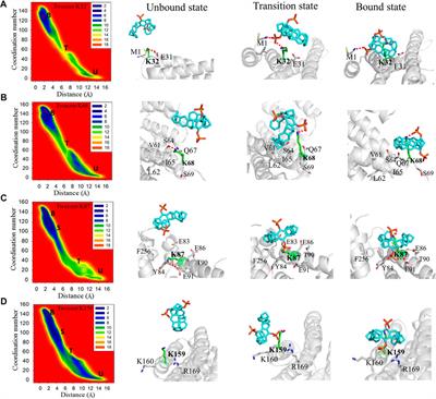 Exploring the Binding Mechanism of a Supramolecular Tweezer CLR01 to 14-3-3σ Protein via Well-Tempered Metadynamics